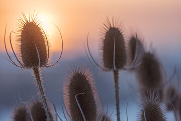 Wall Mural - dry flowers of wild teasel or fullers teasel, dipsacus fullonum or dipsacus sativus on sunset, close
