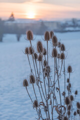 Wall Mural - dry flowers of wild teasel or fullers teasel, dipsacus fullonum or dipsacus sativus on sunset, close