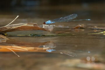Wall Mural - blue damselfly Pseudagrion pruinosum perching on a dried leaf near riverside with natural bokeh background