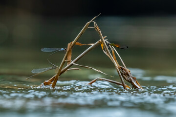 Wall Mural - blue damselfly Pseudagrion pruinosum mating on a dried leaf, alongside Libellago lineata, near riverside with natural bokeh background
