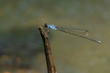 Wall Mural - blue damselfly Pseudagrion pruinosum perching on a stick near riverside with natural bokeh background