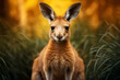 Alert Kangaroo in Grassy Field with Blurred Background