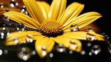 Closeup Of Fresh Yellow Daisy Flower With Water Drops On A Dark Background