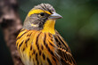 Cirl Bunting (Emberiza cirlus) bird close up