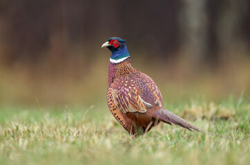 Poster - Ringneck Pheasant (Phasianus colchicus) male close up