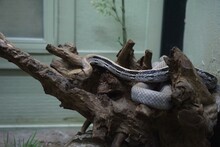 Snake On A Tree Stump.