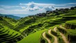 Terraced rice fields in mountainous region