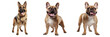 Set of cute pet dogs in the world on transparent background PNG for use in decorating projects.