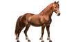 A horse standing , isolated on transparent or white background, png