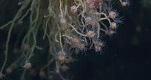 Nudibranch Hiding In Some Sea Weed On A Black Background. Shot In 60fps In 4K