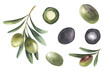 Set of differents green and black olives branches isolated on white background. Hand drawn watercolor style with transparent background.