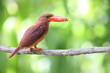 The ruddy kingfisher (Halcyon coromanda) is a medium-sized tree kingfisher, widely distributed in east and southeast Asia. This photo was taken in Java island(Halcyon coromanda minor).