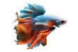beautiful colorful betta fish isolated transparent background. generative ai