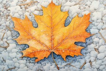 Crisp, Frost-covered Maple Leaf On A Frosty Ground