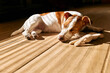 Young dog jack russell terrier sleeping with small toy on the parquet floor in sunny day.