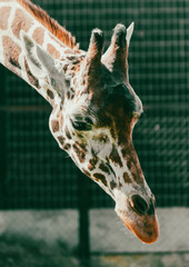 Canvas Print - Portrait of a giraffe in the zoo