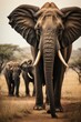 A flock of elephants in the wild Savannah, Safari, Africa.