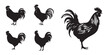 Rooster and hen Silhouette