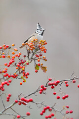 Wall Mural - On the top of the hawthorn in the autumn season, fine art portrait of crested tit (Lophophanes cristatus)