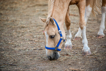 Wall Mural - beige horse on a ranch