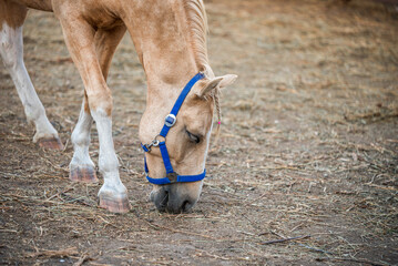 Wall Mural - beige horse on a ranch