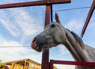 Wall Mural - horse head on a ranch