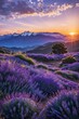 Sommer mit Lavendel in der Provence