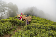 Women pickers plucking tea leaves in west bengal Darjeeling at height 2,100 metres 6,900 ft.