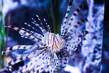 Wall Mural - broadbarred lionfish or spotfin lionfish in aquarium