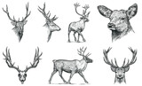 Vintage engraving isolated deer set illustration ink sketch. Northern reindeer background stag silhouette art. Black and white hand drawn image