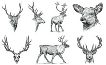 Vintage Engraving Isolated Deer Set Illustration Ink Sketch. Northern Reindeer Background Stag Silhouette Art. Black And White Hand Drawn Image