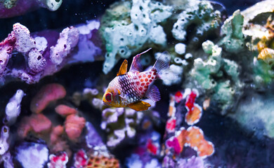 Wall Mural - The pajama cardinalfish, spotted cardinalfish, coral cardinalfish, or polkadot cardinalfish (Sphaeramia nematoptera)