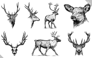 Vintage engraving isolated deer set illustration ink sketch. Northern reindeer background stag silhouette art. Black and white hand drawn vector image