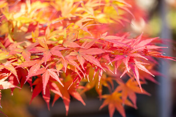 Wall Mural - beautiful maple leaves on the tree in autumn season.