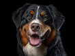 Bernese Mountain Dog Studio Shot Isolated on Clear Background, Generative AI