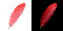 Realistic Translucent Red Feather Isolated On Transparent Background