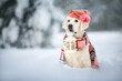 golden retriever dog wearing a hat and scarf and holding a lantern in mouth posing in the snowy forest in winter