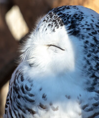 Poster - Portrait of an owl in the zoo