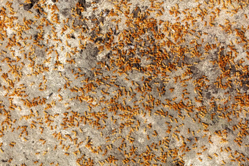 Wall Mural - Yellow ants on the ground. Close-up