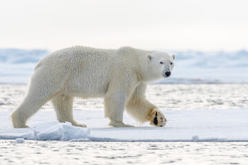 polar bear, male, svalbard