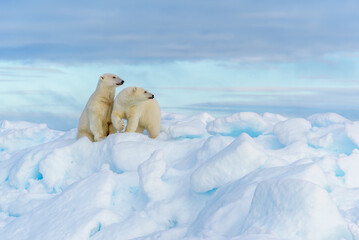 polar bear mother and cub, seen on sea ice