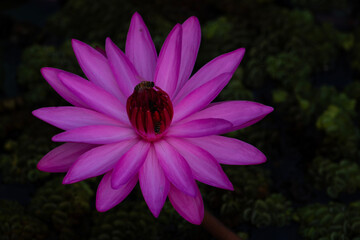 Wall Mural - Beautiful water lilies in a park in Ho Chi Minh city