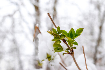 Wall Mural - A snowy branch of a tree with young green leaves in the forest during the spring cooling