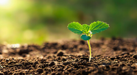 small tree growing with sunshine in garden. eco concept