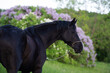 portrait of beautiful black stallion posing nearly blossom lilac bush. cloudy evening