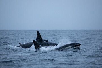 Orca (killer whale) swimming in the cold waters on Tromso, Norway.