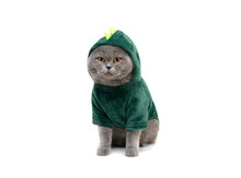 British Cat In Green Dinosaur Or Dragon Costume Isolated On White Background. Funny Fat Cat In Clothes.