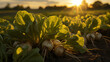 Sugar beet tubers with beautiful green tops lie against the sunset background, 