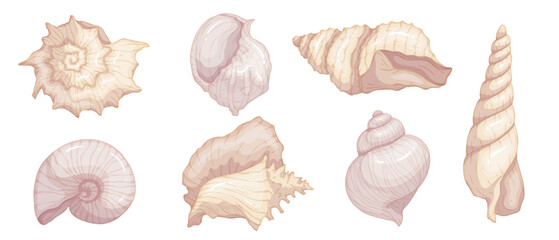 Set of colorful seashells. Vector graphics.