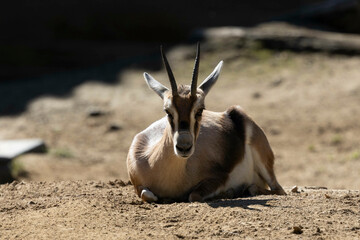 Wall Mural - A small Speke’s Gazelle (Gazella spekei) laying on the ground while looking at the camera.